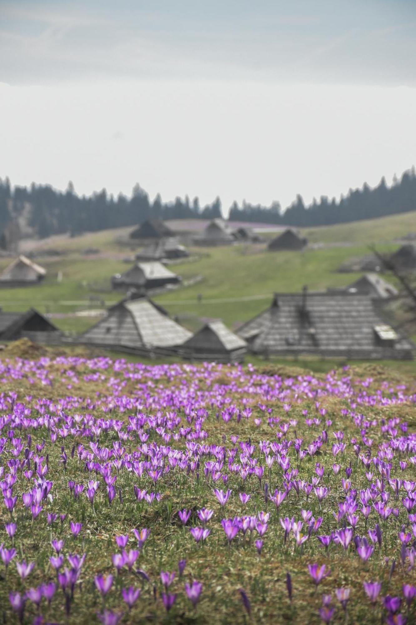 Velika Planina - Chalet Stane - Alps Stahovica Exterior photo